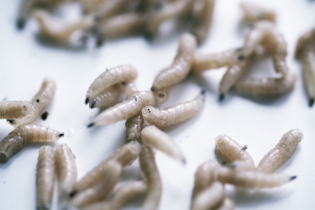 Can maggots survive the washing machine and dryer